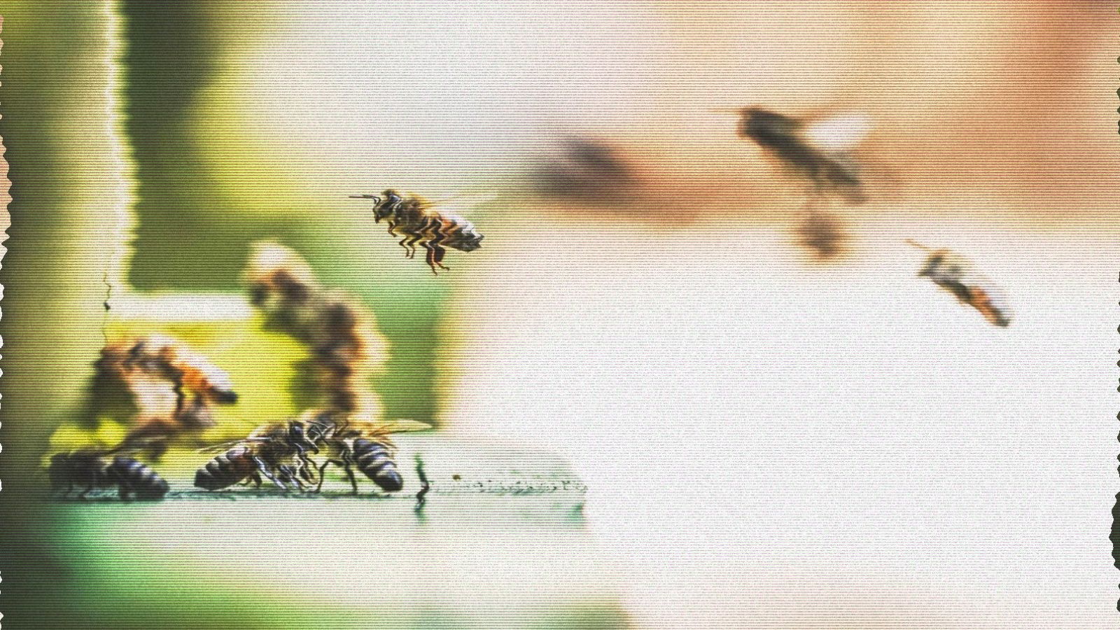 bees before a beehive with bad tv filter imposed on it.